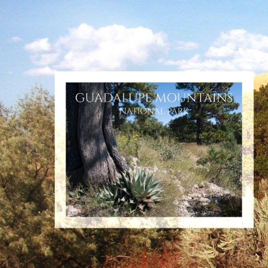 Guadalupe Mountains Ridge Agave, Pine en Juniper Briefkaart