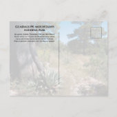 Guadalupe Mountains Ridge Agave, Pine en Juniper Briefkaart (Achterkant)