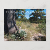 Guadalupe Mountains Ridge Agave, Pine en Juniper Briefkaart (Voorkant)