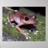 Guajon Poster (Voorkant)