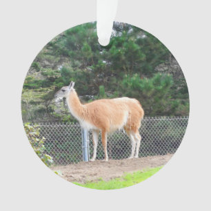 Guanaco #1 Ornament