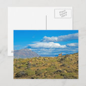 Guanaco Country, Patagonia Briefkaart (Voorkant / Achterkant)