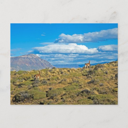 Guanaco Country, Patagonia Briefkaart (Voorkant)