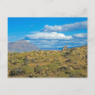 Guanaco Country, Patagonia Briefkaart
