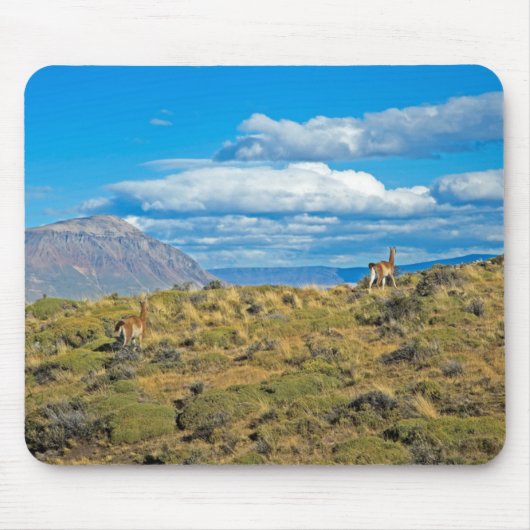 Guanaco Country, Patagonia Muismat (Voorkant)