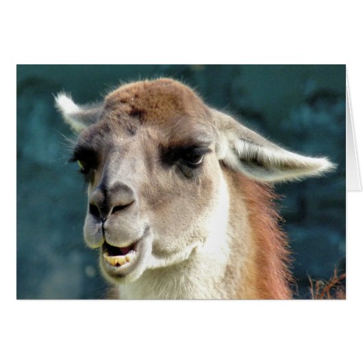 GUANACO-KAART (Voorkant Horizontaal)