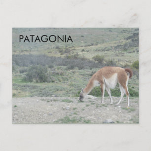 Guanaco Llama, Patagonië, Chili Briefkaart