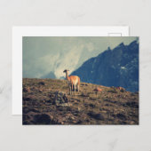 Guanaco Mountain Briefkaart (Voorkant / Achterkant)