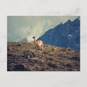 Guanaco Mountain Briefkaart (Voorkant)