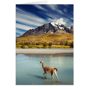 Guanaco over de rivier de Torres del Paine