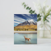 Guanaco over de rivier de Torres del Paine Briefkaart (Staand voorkant)