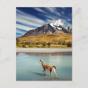 Guanaco over de rivier de Torres del Paine Briefkaart