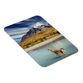 Guanaco over de rivier de Torres del Paine Magneet (Rechterzijde)