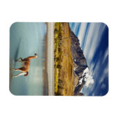 Guanaco over de rivier de Torres del Paine Magneet (Horizontaal)