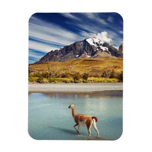 Guanaco over de rivier de Torres del Paine Magneet (Verticaal)
