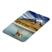 Guanaco over de rivier de Torres del Paine Magneet (Linkerzijde)