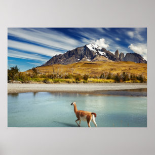 Guanaco over de rivier de Torres del Paine Poster