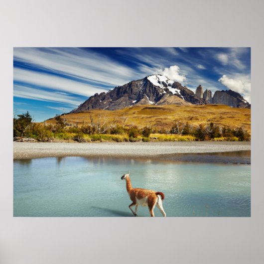 Guanaco over de rivier de Torres del Paine Poster (Voorkant)