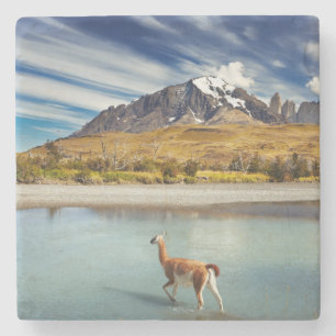 Guanaco over de rivier de Torres del Paine Stenen Onderzetter
