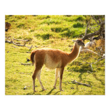 Guanaco sunshine