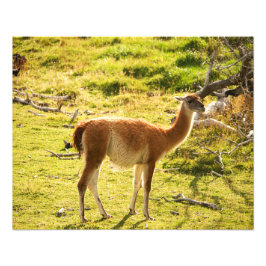 Guanaco sunshine foto afdruk