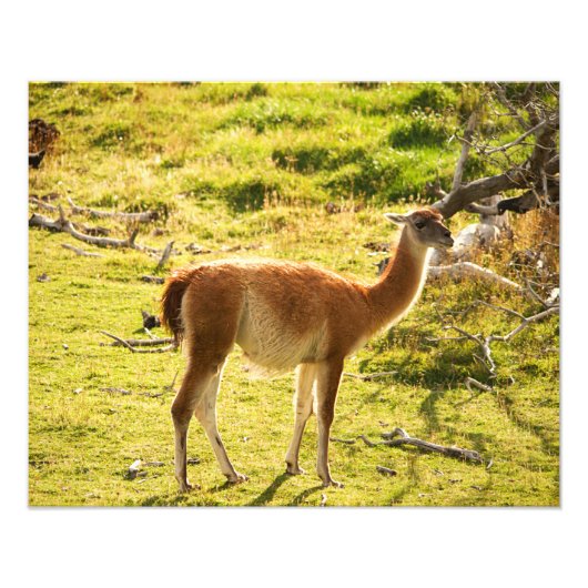 Guanaco sunshine foto afdruk (Voorkant)