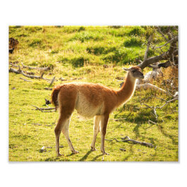 Guanaco sunshine foto afdruk