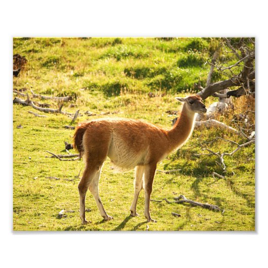 Guanaco sunshine foto afdruk (Voorkant)