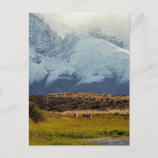 Guanacos Mountain Peak Briefkaart (Voorkant)