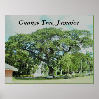 Guango Tree (Jamaica) Poster