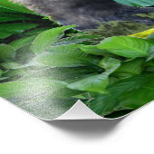 Guardian of the Rain Forest Foto Afdruk (Hoek)