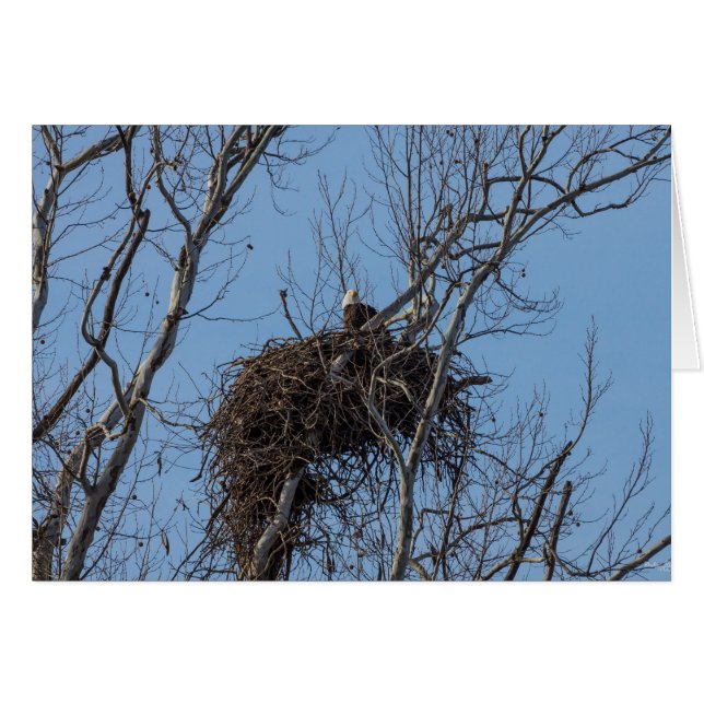 Guarding Eagle (Voorkant Horizontaal)