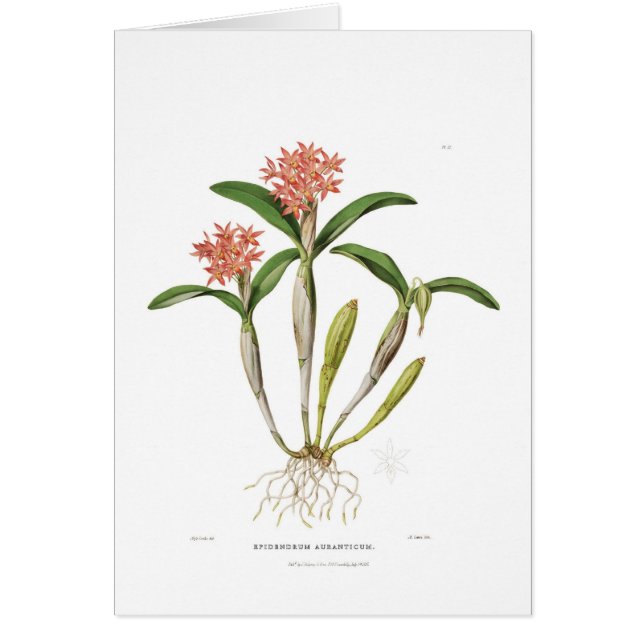 Guarianthe aurantiaca (Voorkant)