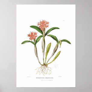 Guarianthe aurantiaca van Miss Drake. Poster