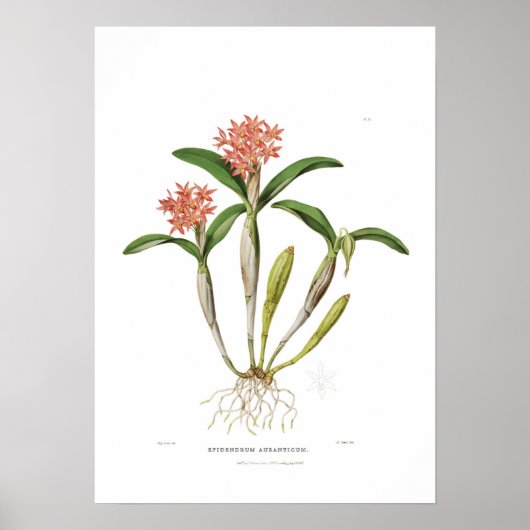 Guarianthe aurantiaca van Miss Drake. Poster (Voorkant)