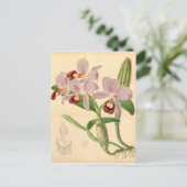 Guarianthe skinneri (als Cattleya skinneri) Briefkaart (Staand voorkant)