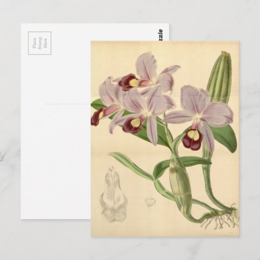Guarianthe skinneri (als Cattleya skinneri) Briefkaart (Voorkant / Achterkant)