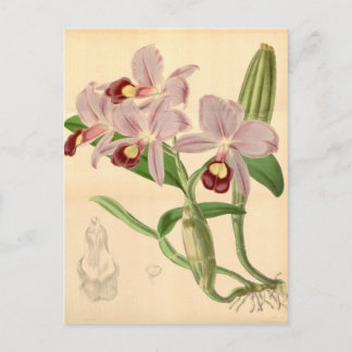 Guarianthe skinneri (als Cattleya skinneri) Briefkaart