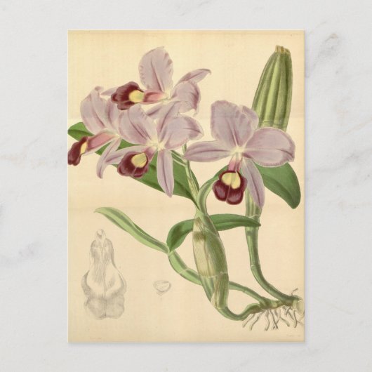 Guarianthe skinneri (als Cattleya skinneri) Briefkaart (Voorkant)