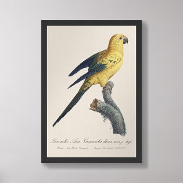 Guarouba dans zonen jeune leeftijd / Sun parkiet Foto Afdruk