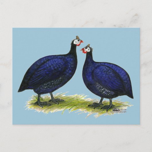 Guas Royal Paars Pair Briefkaart (Voorkant)
