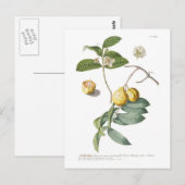 Guava Briefkaart (Voorkant / Achterkant)