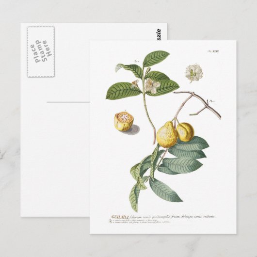 Guava Briefkaart (Voorkant / Achterkant)