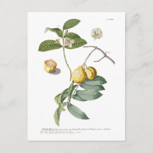 Guava Briefkaart