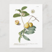 Guava Briefkaart (Voorkant)