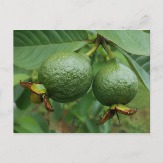 Guavas Briefkaart