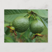 Guavas Briefkaart (Voorkant)
