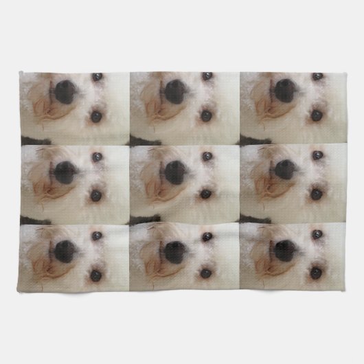 "Gucci" a Bichon Frise - Kitchen Towel Theedoek (Horizontaal)