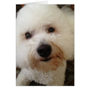 "Gucci" - een Bichon Frise Pup