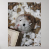 Gucci Poster (Voorkant)